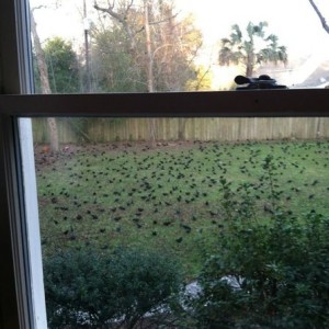 Damn. Lol birds all over the yard of the house my brother is renting in cha