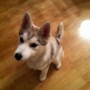 Juno_17_weeks