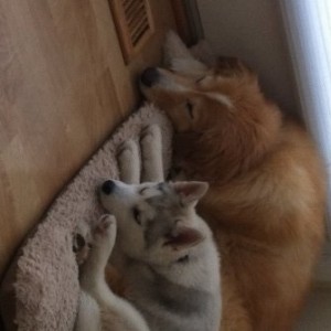 Juno_and_Zoie_sleeping