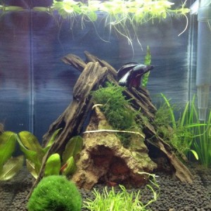 Redid my tank. Check out the sweet moonlit night paint job.