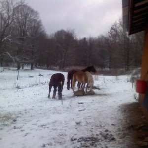 Feeding the ''herd''