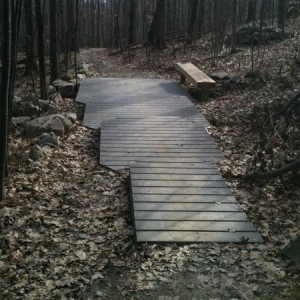 Birches_Trail