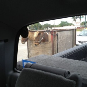 Ghetto horse trailor