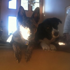 Tora and Shasta. Ive decided i love Dogs.