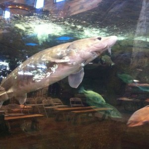 Wish I could catch this fish