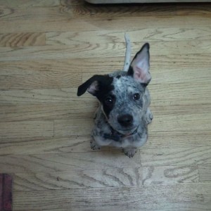 He learned to sit in about 3 days. Waiting for his treat now haha
