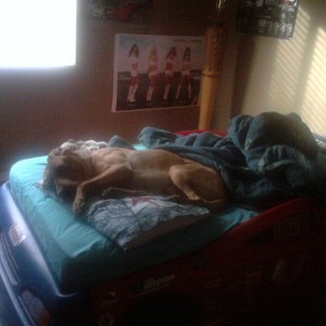 My son had to get up for school so my dog decided to jump up there and take