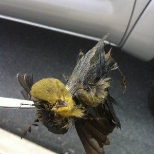Found Bird