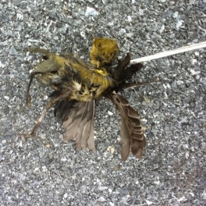 Found Bird