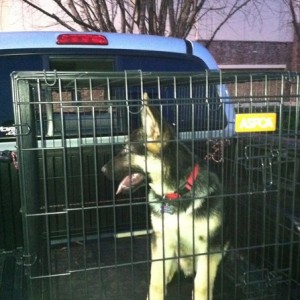 Friends dog just got done with first training. 
