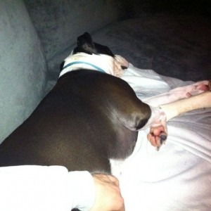 Derp-nap for Bailey...
