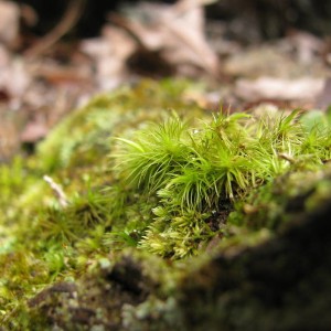 hiking_006