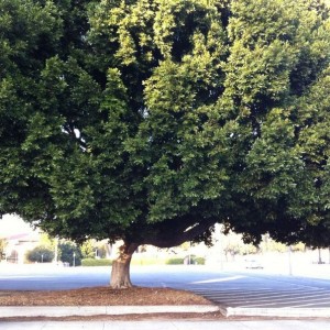 That's a big ass tree