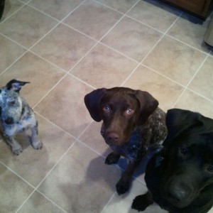 Cooper (my pup) Remmy and Gunner (hoyal aka devin's pups)
