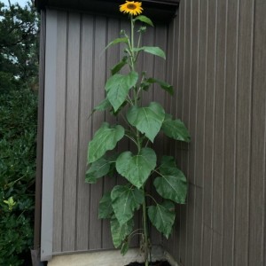 Monster sunflower!