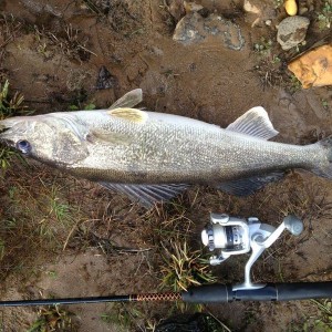 3 lb 14 oz walleye out of the river