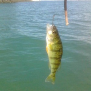 Perch