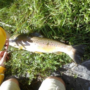 Nice Trout