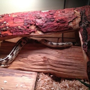 Checking out her new hideout