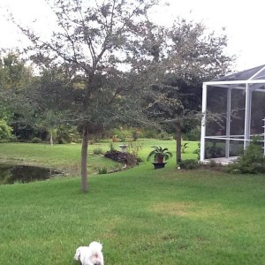 back yard