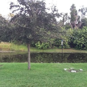 back yard