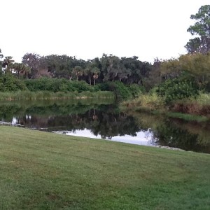 back yard