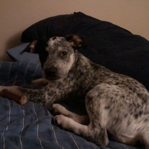snuck up on my bed. Can't get mad at that face!