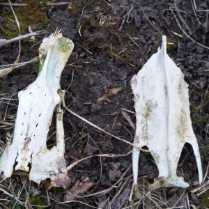 What animals bones are these?