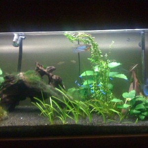 tank11