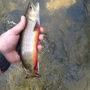 Pretty brook trout