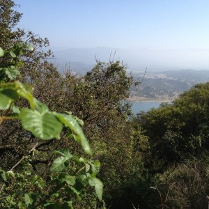 From a hike earlier today. This plant and I are well acquainted...