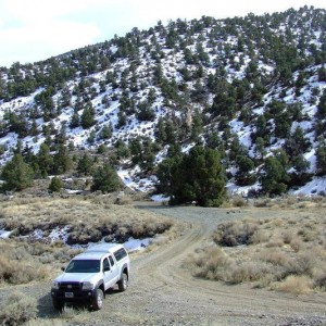 Pine Grove