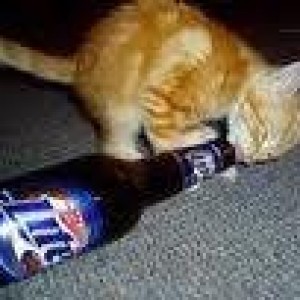 beer6
