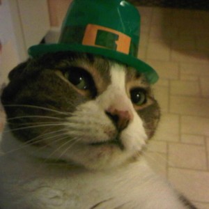 My Irish cat...