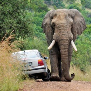 elephant2