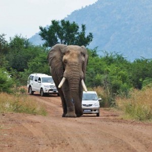 elephant1