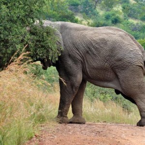 elephant6