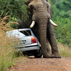 elephant4