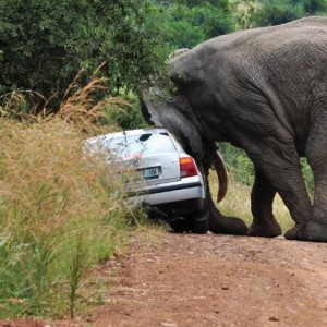 elephant5