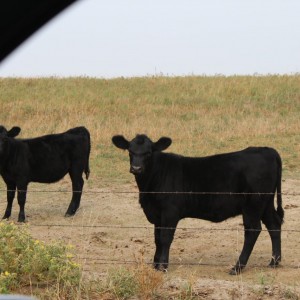 sandhills cows outside of Ord
