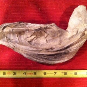 tacofossi