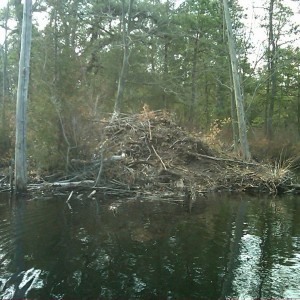 I found the beaver