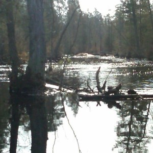 100 yard long beaver dam