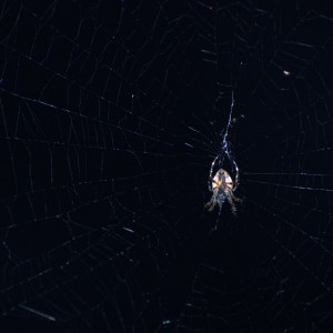 DSC_3438_v2-1280x849