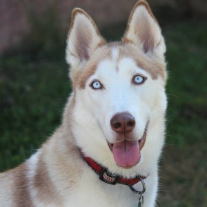 Kara my Siberian Husky