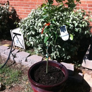 Lemon tree!