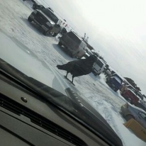 Raven come for lunch on the hood of my work truck This message was sent fro