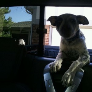 Lemme in!