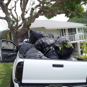 second trip to the landfill. mangotree