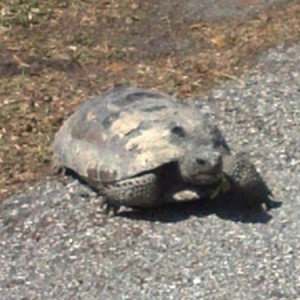 Haven't seen my pet tortoise since last year...lol!!